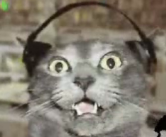 Funky Cats Are Back!